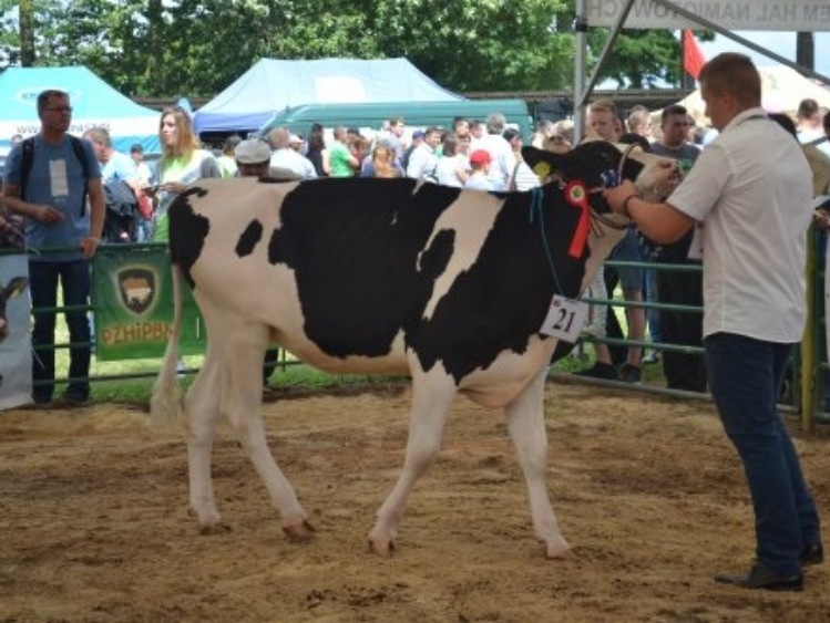 Jubileuszowa XXX Wystawa Zwierząt Hodowlanych, Maszyn i Urządzeń Rolniczych w Sitnie